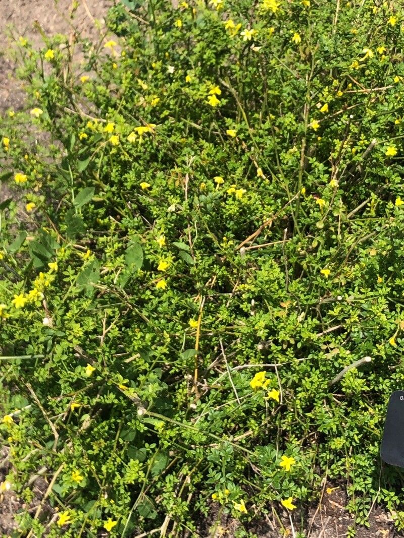 Chrysojasminum parkeri — related species from the same genus