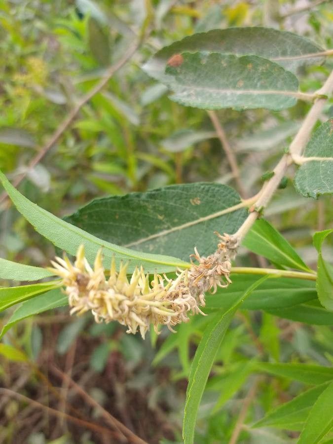 Salix x reichardtii flower
