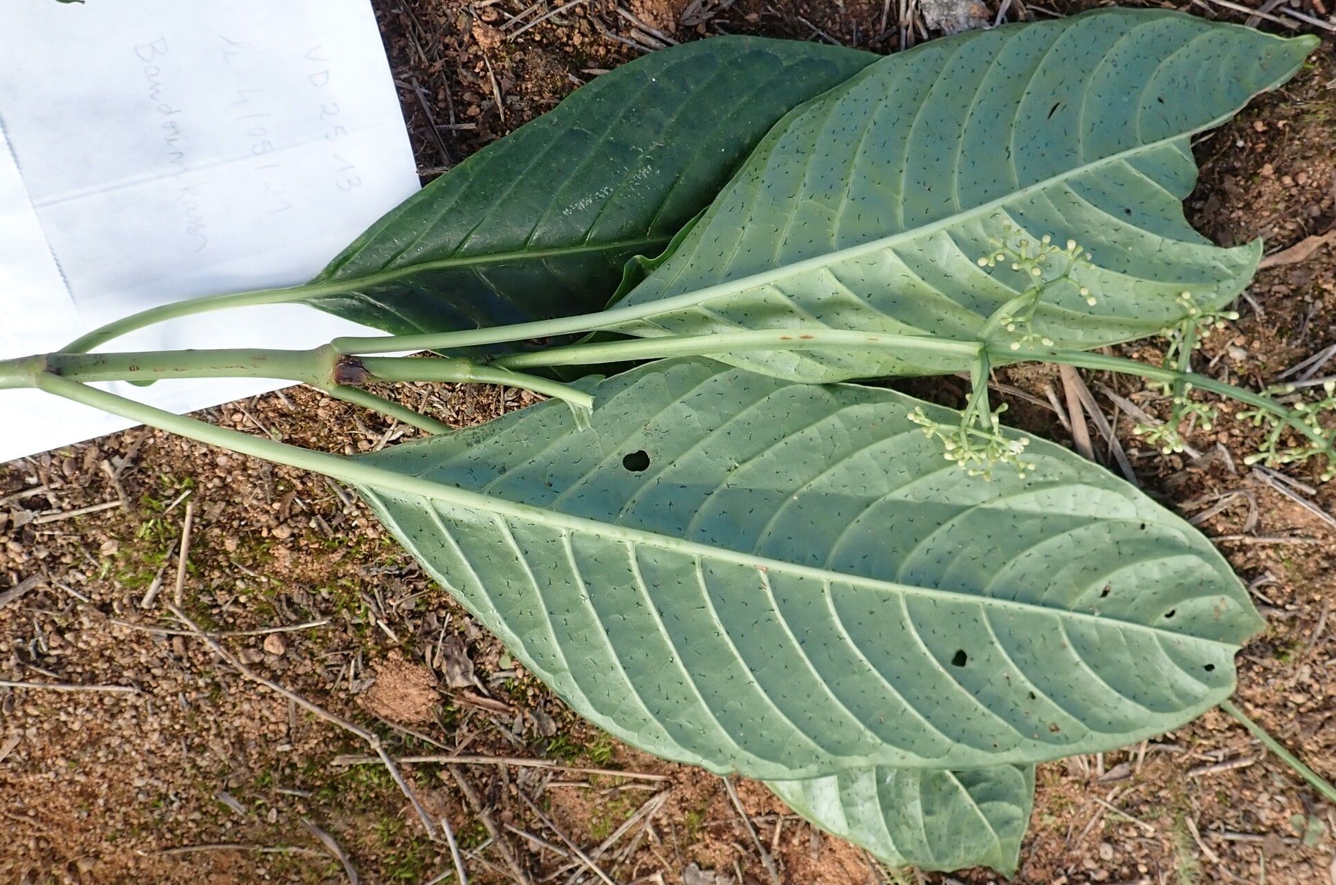 Psychotria darwiniana leaf