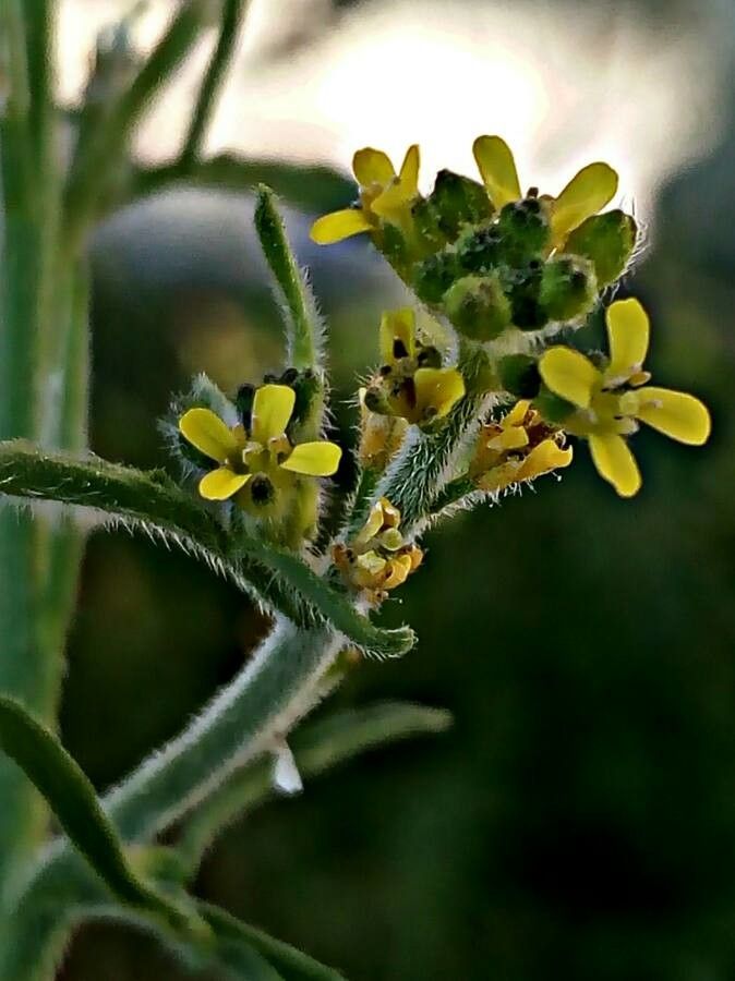 Sisymbrium officinale flower