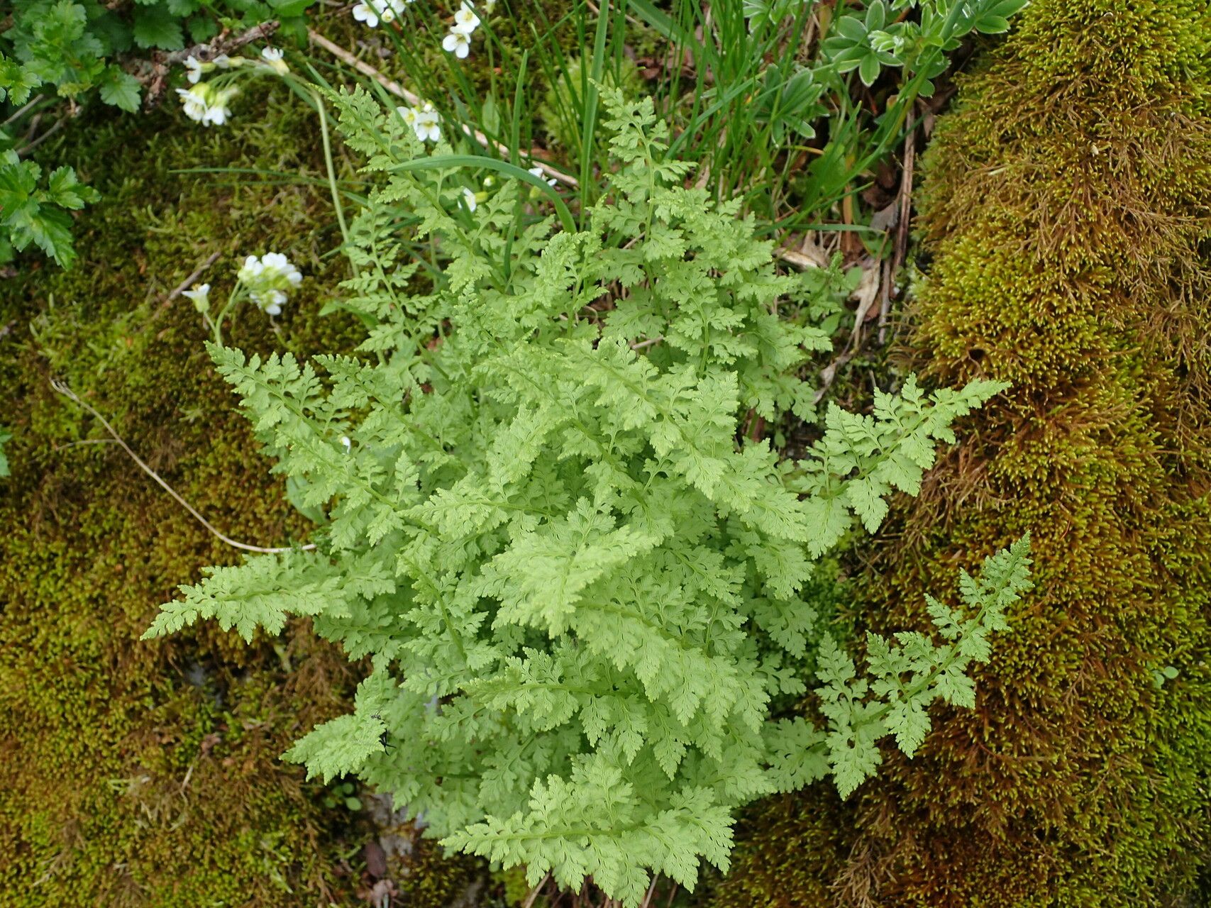 Cystopteris alpina habit