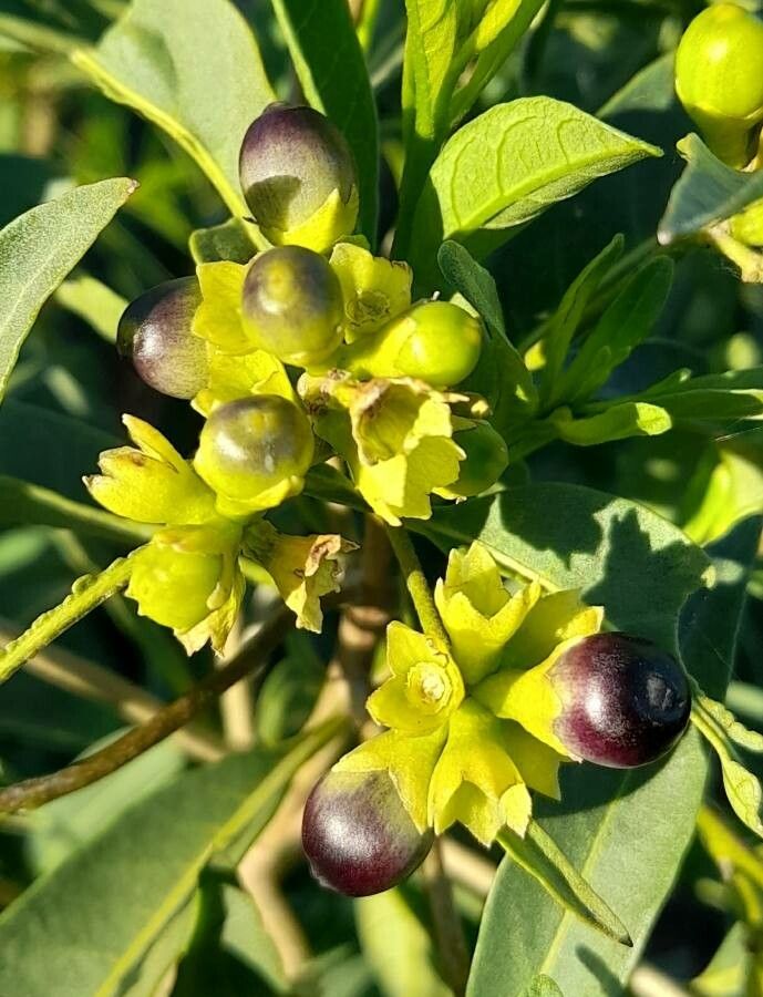 Cestrum parqui fruit