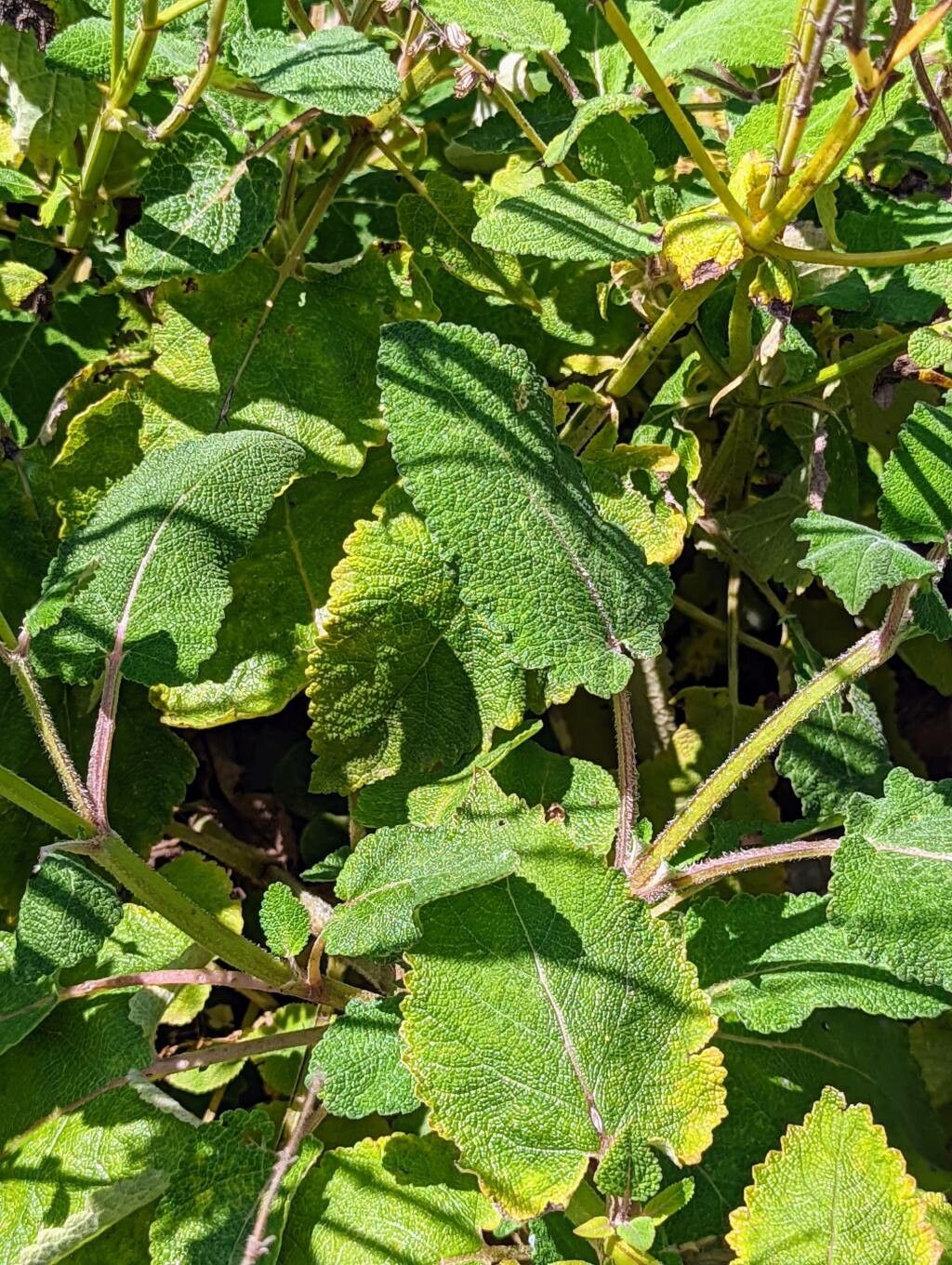 Salvia transsylvanica leaf
