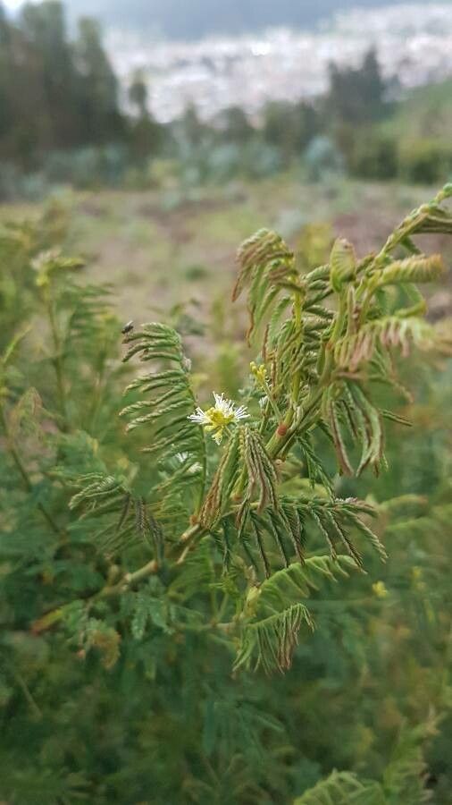 Mimosa quitensis — search result for 'Mimosa'