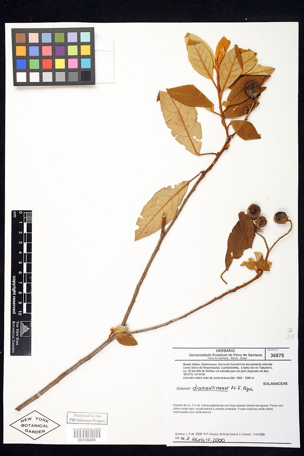 Solanum diamantinense — houseplant care guide