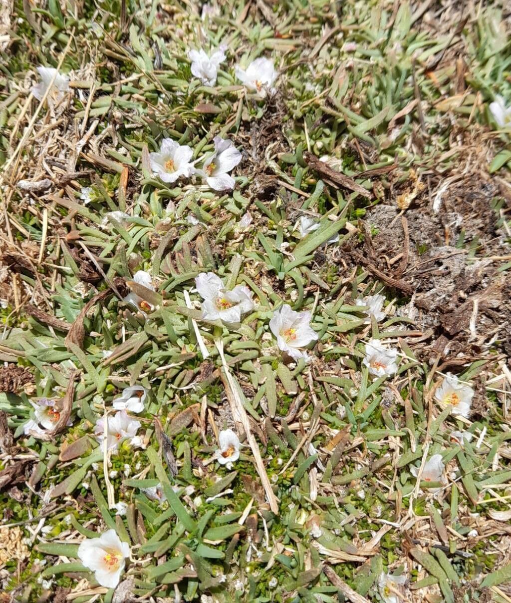 Calandrinia compacta habit