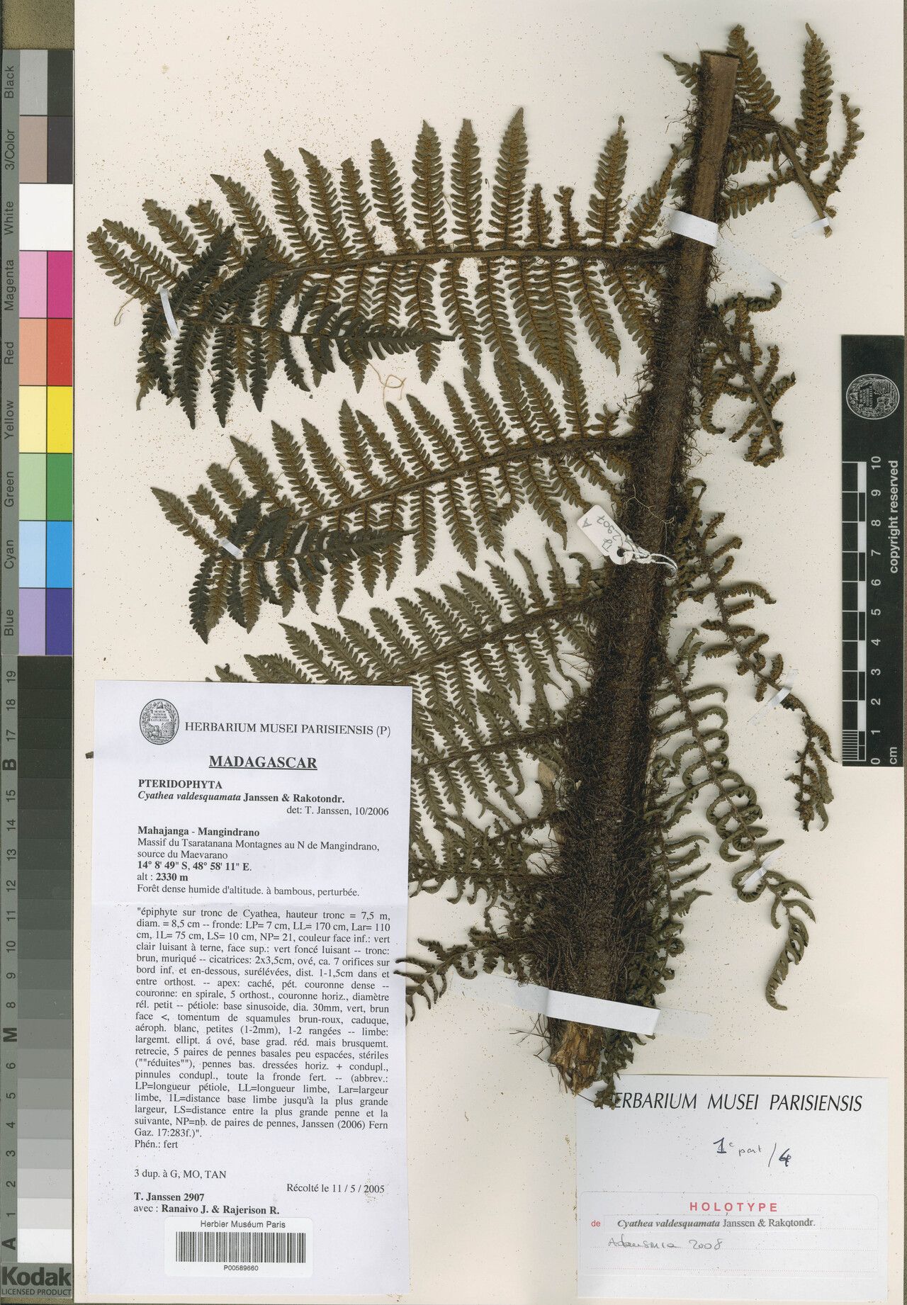 Alsophila valdesquamata — houseplant care guide