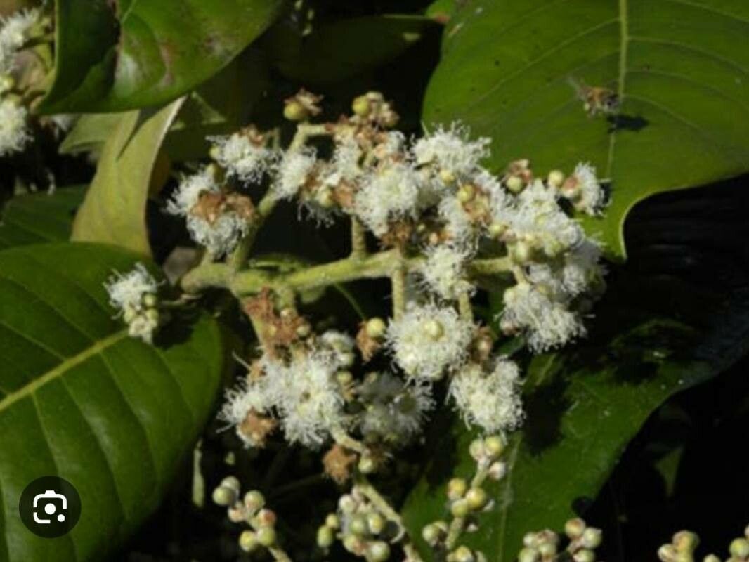 Myrcia strigipes flower