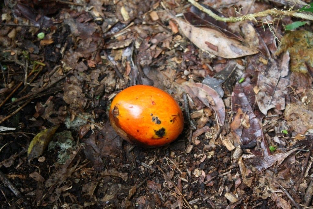 Ochrosia lifuana fruit
