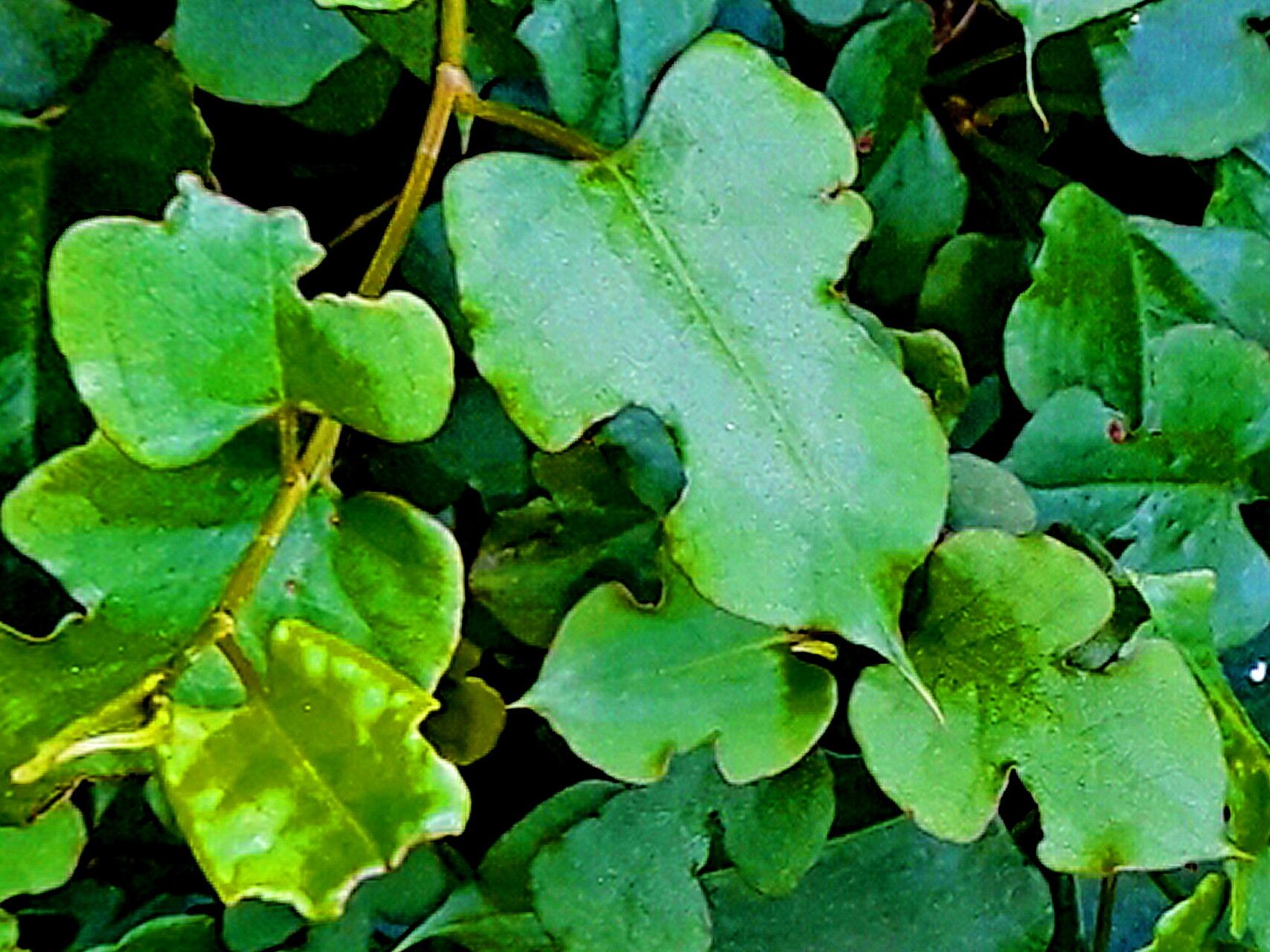 Muehlenbeckia australis