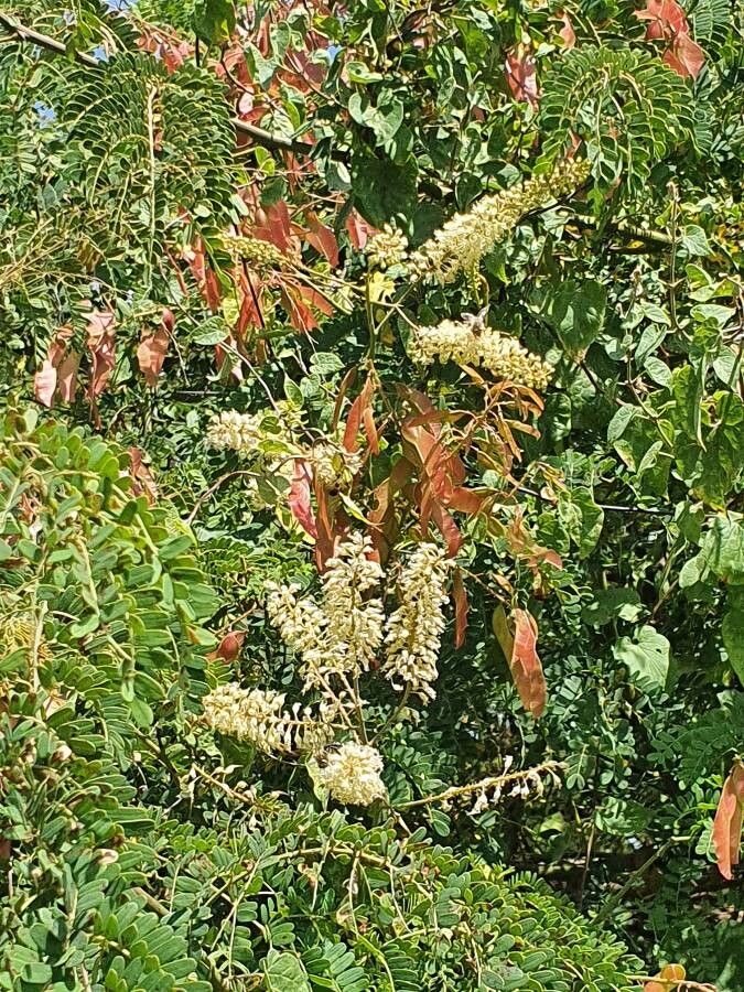 Pterolobium stellatum flower
