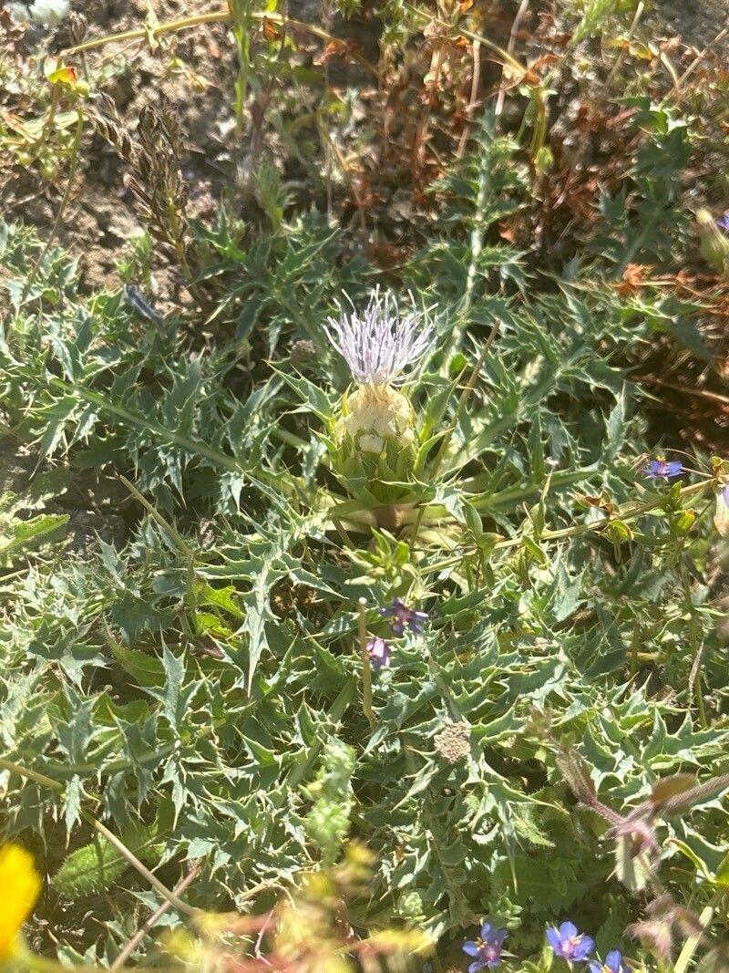 Carthamus matritensis habit