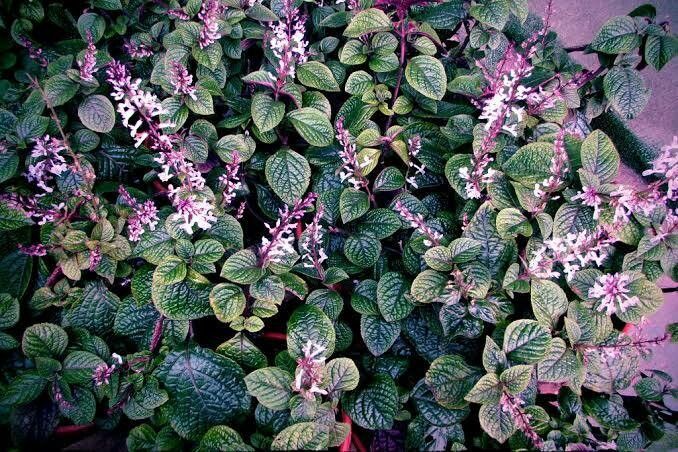 Plectranthus ciliatus