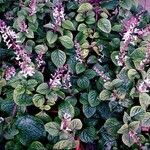 Plectranthus ciliatus