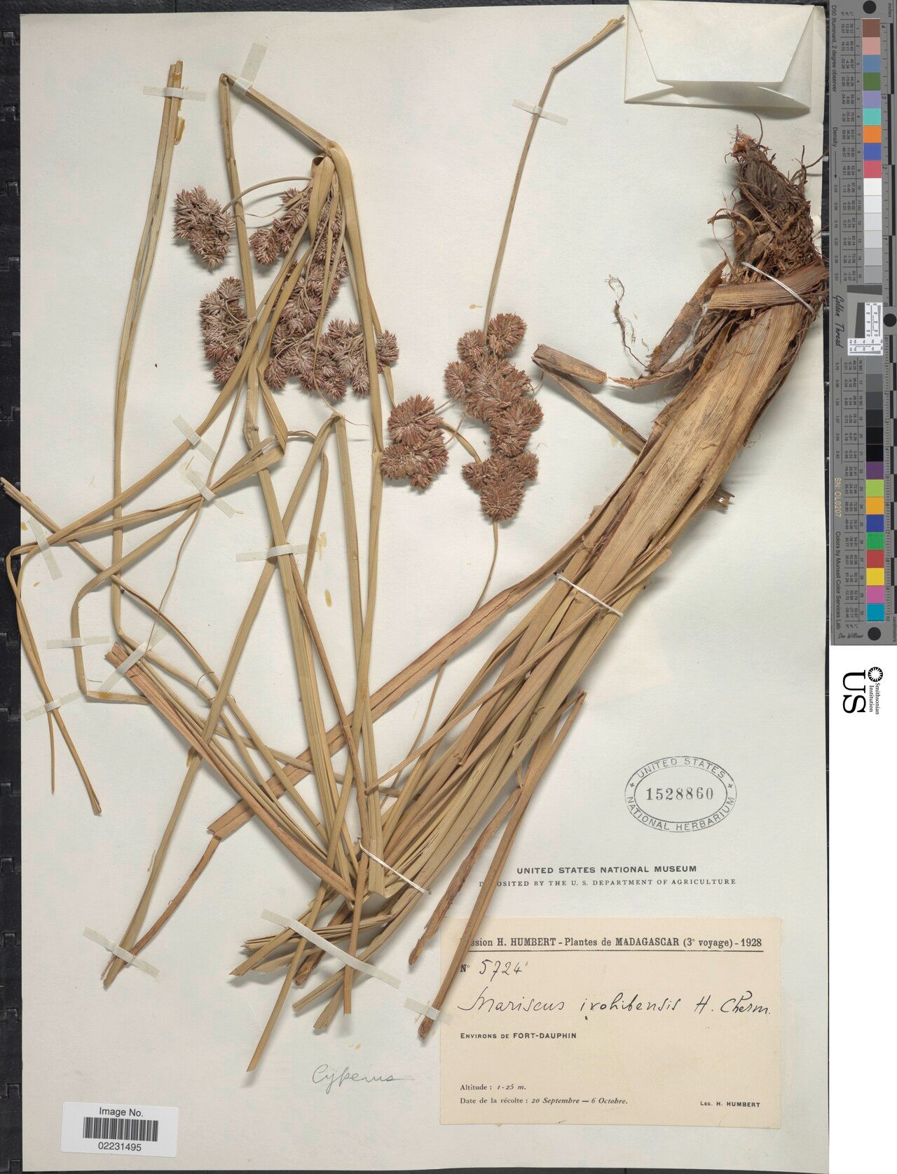 Cyperus ivohibensis — houseplant care guide