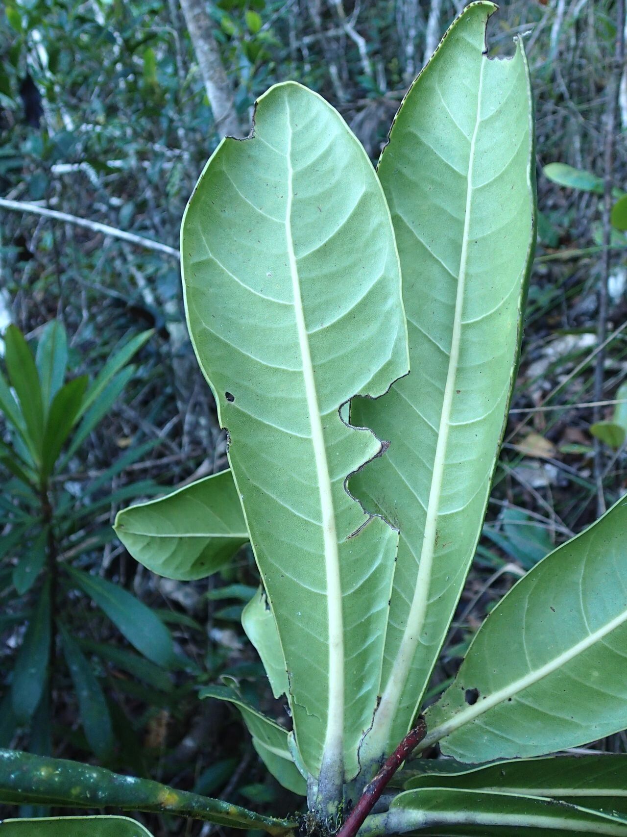 Acropogon margaretae — houseplant care guide