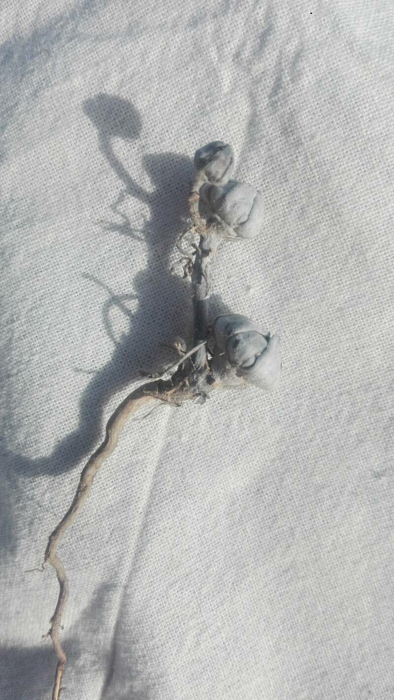 Pallenis hierochuntica fruit