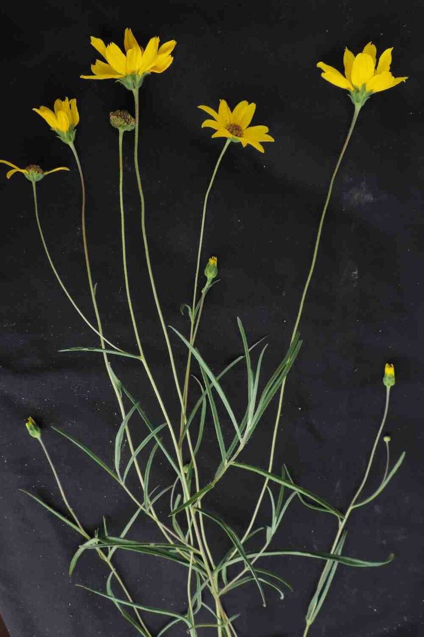 Aldama kunthiana flower