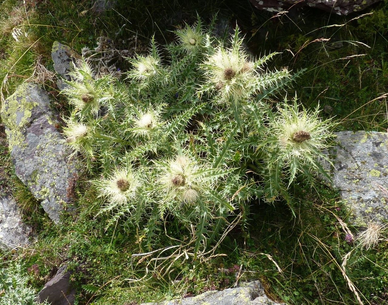 Cirsium glabrum habit