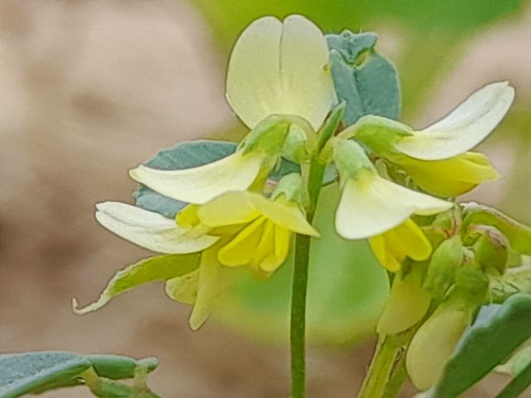 Trigonella glabra flower