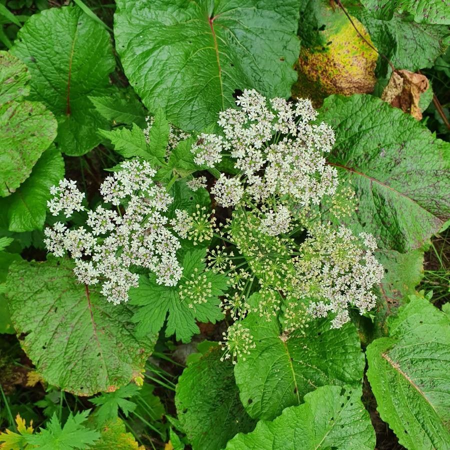 Heracleum lanatum flower