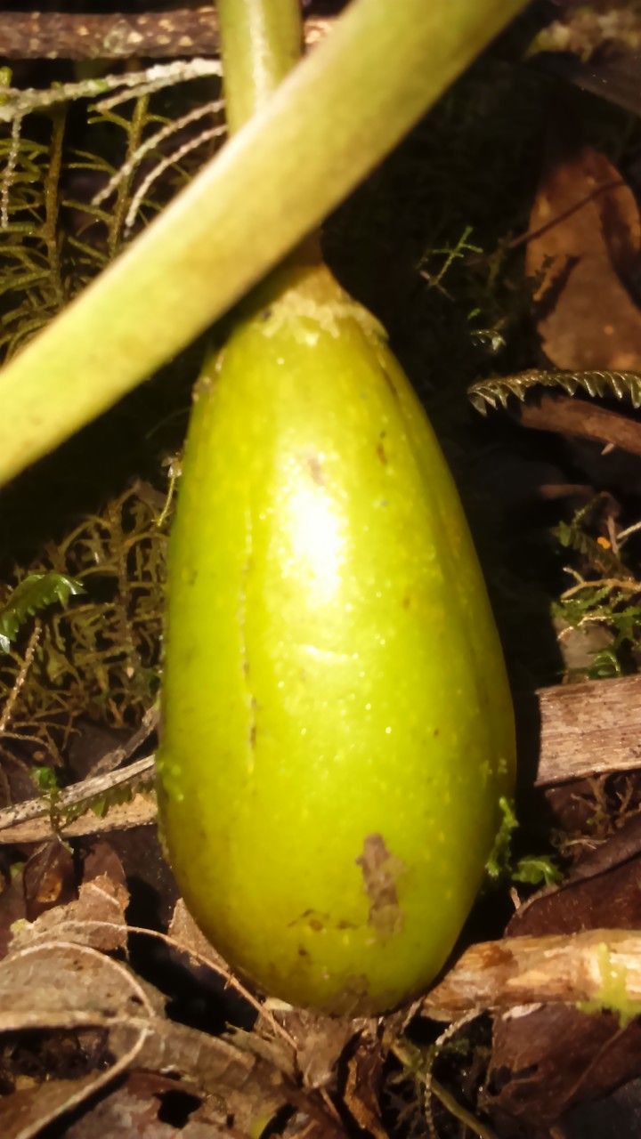 Bulbophyllum comorianum other