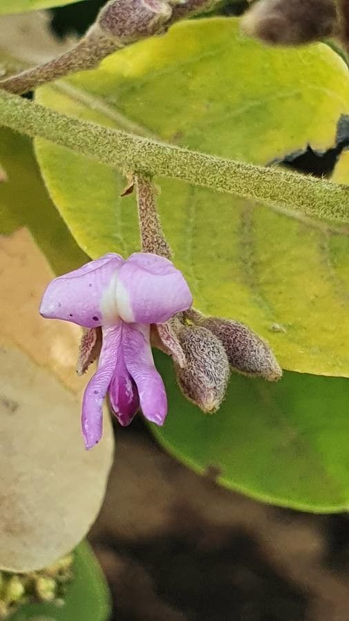 Philenoptera eriocalyx flower