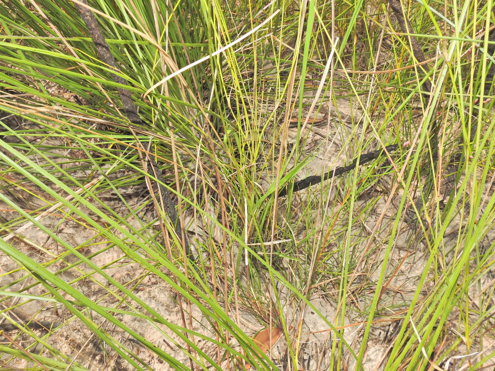 Panicum simile — search result for 'Panicum'