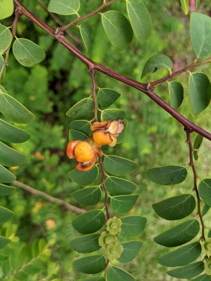 Breynia retusa flower