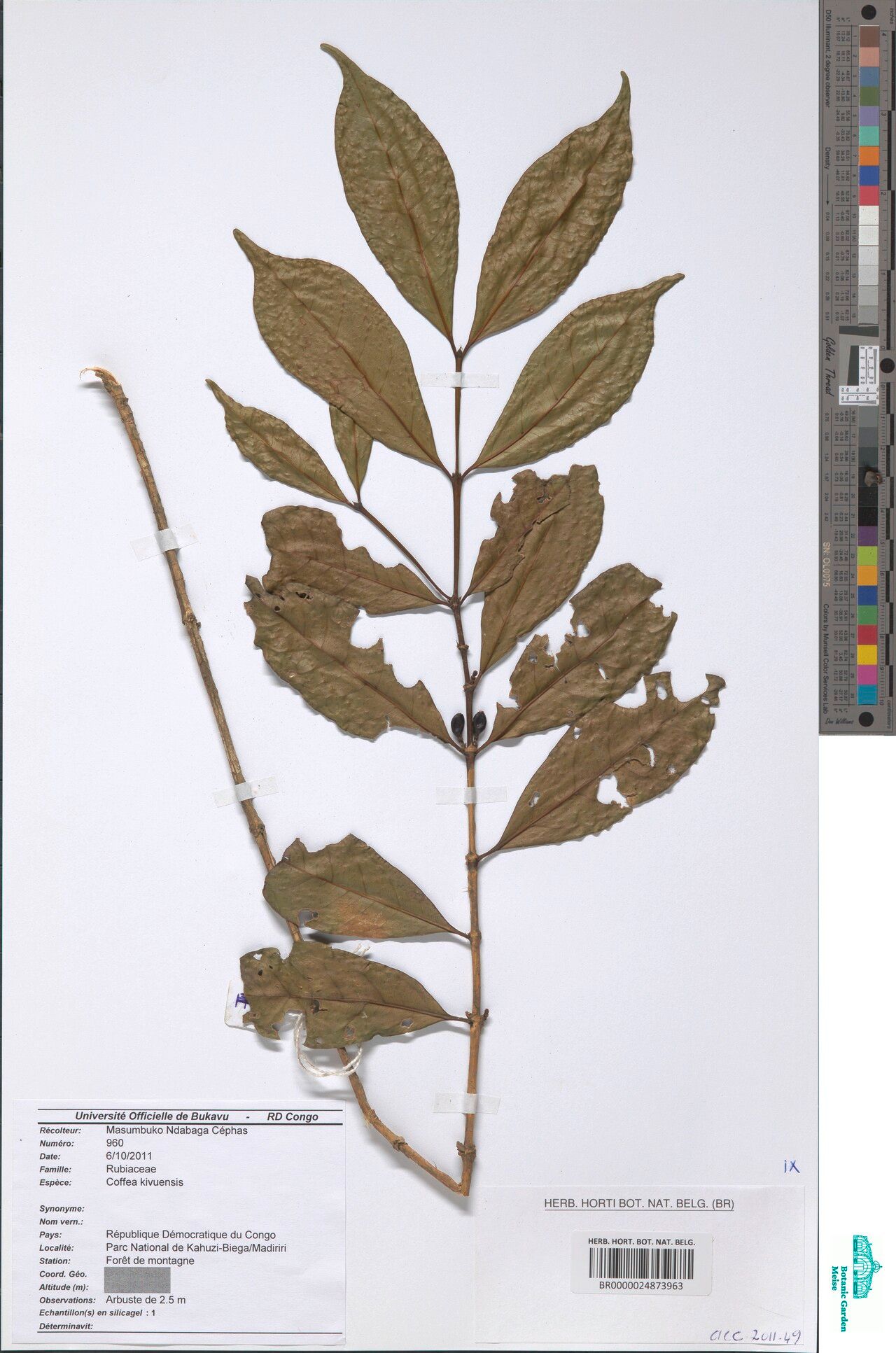 Coffea kivuensis — search result for 'Coffea'