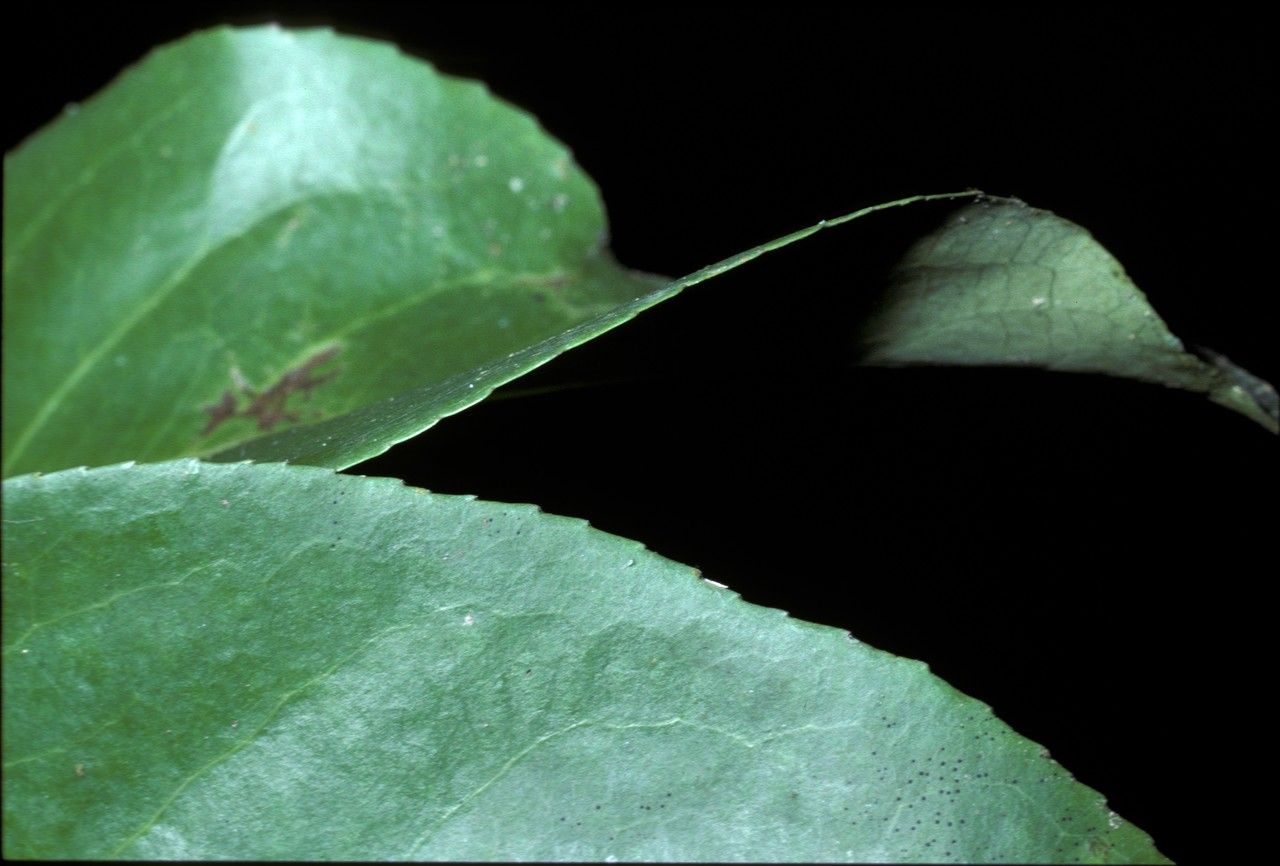 Gymnosporia austroyunnanensis — related species from the same genus