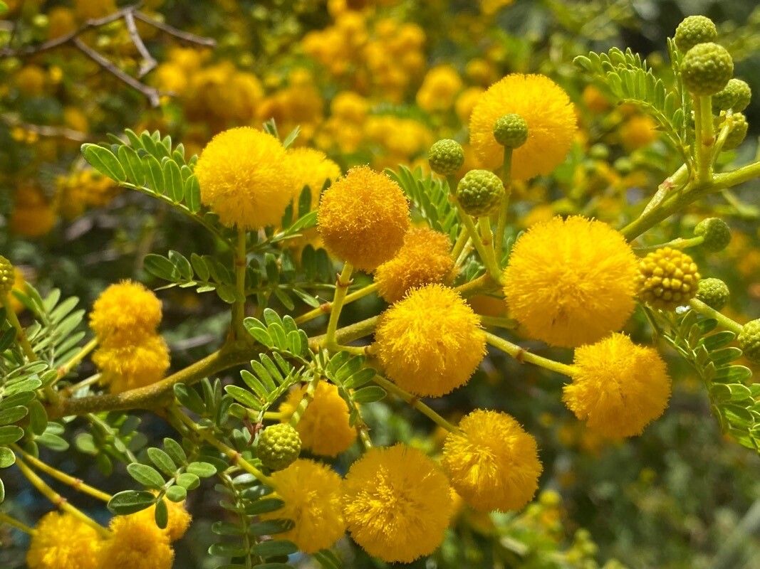 Acacia karroo fruit