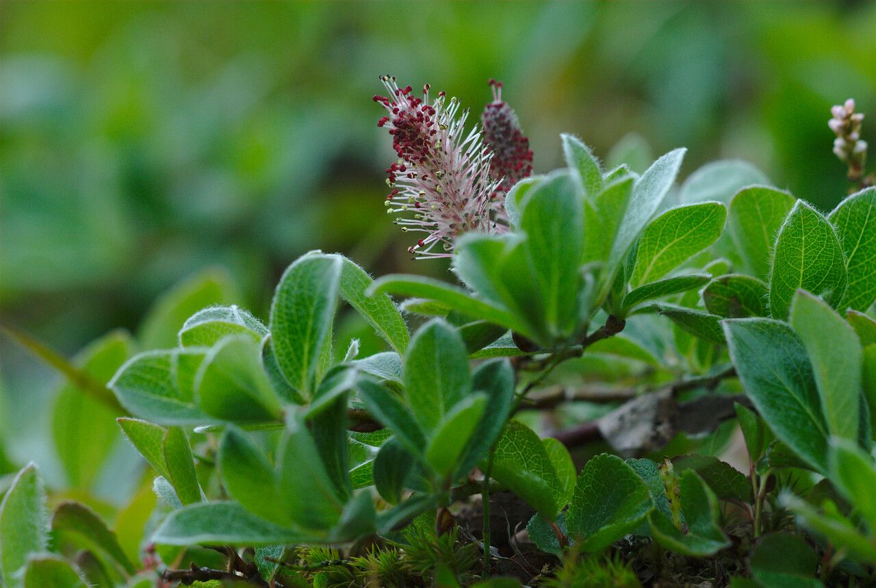 Salix arctica flower