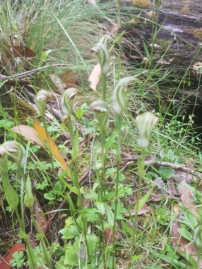 Pterostylis ophioglossa habit