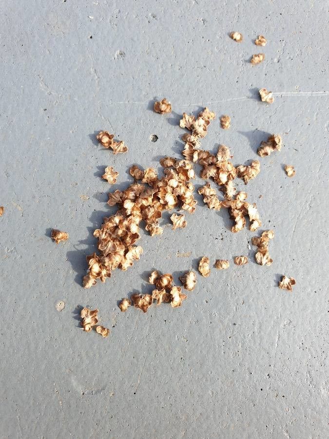 Betula occidentalis fruit