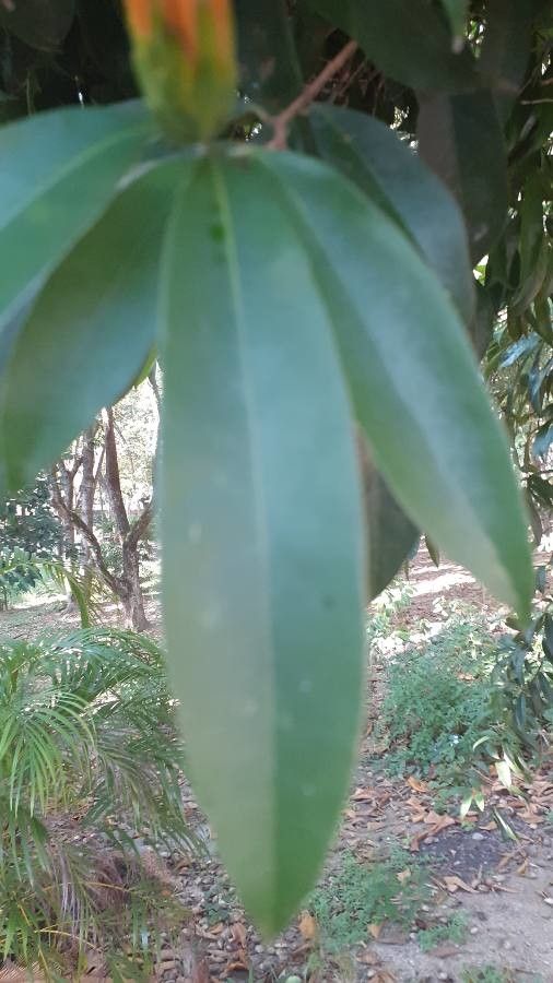 Stifftia chrysantha leaf