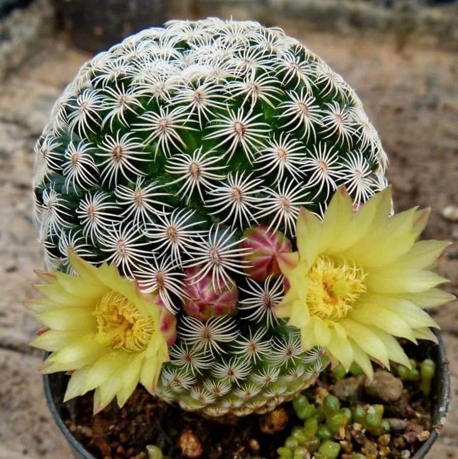 Mammillaria solisioides — search result for 'Mammillaria'