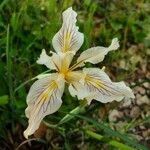 Iris macrosiphon