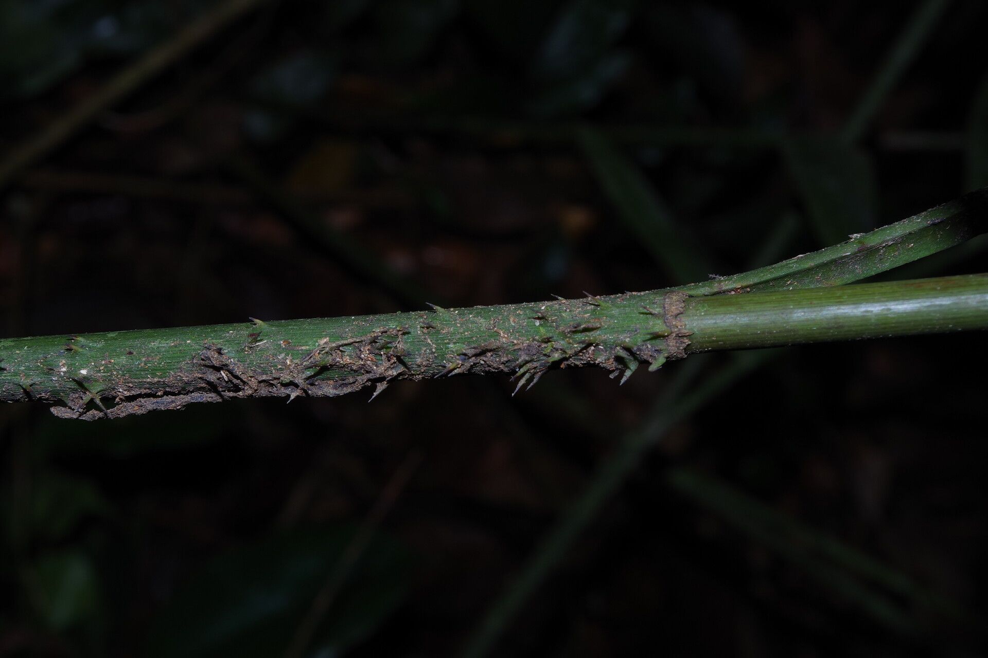 Laccosperma cristalensis bark