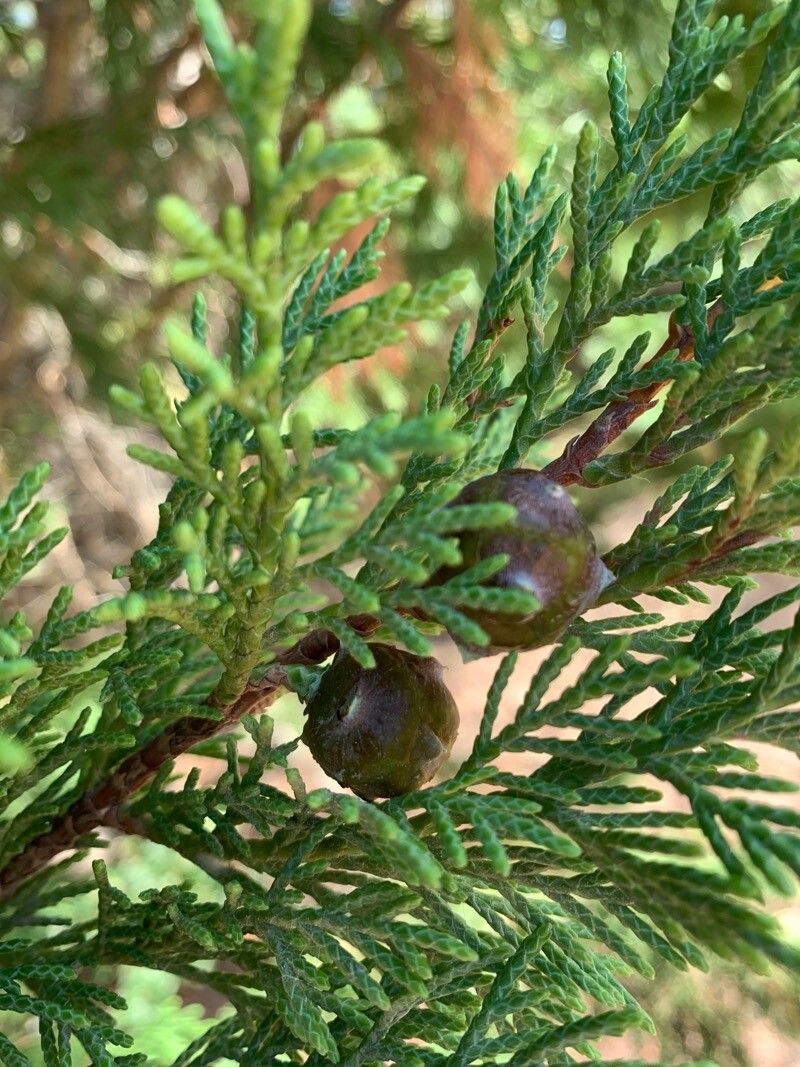 Cupressus x leylandii fruit