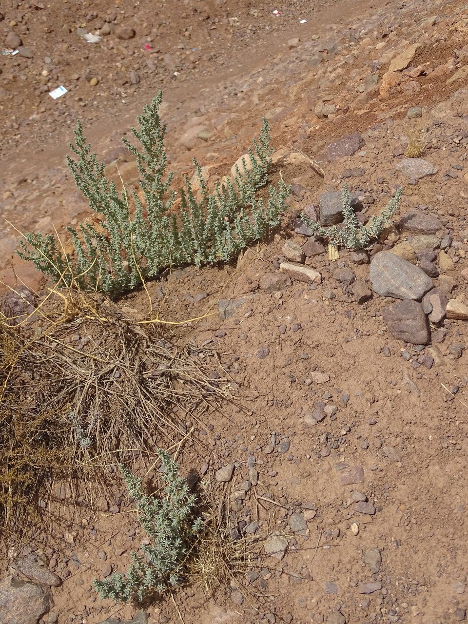 Suaeda vermiculata — search result for 'Suaeda'