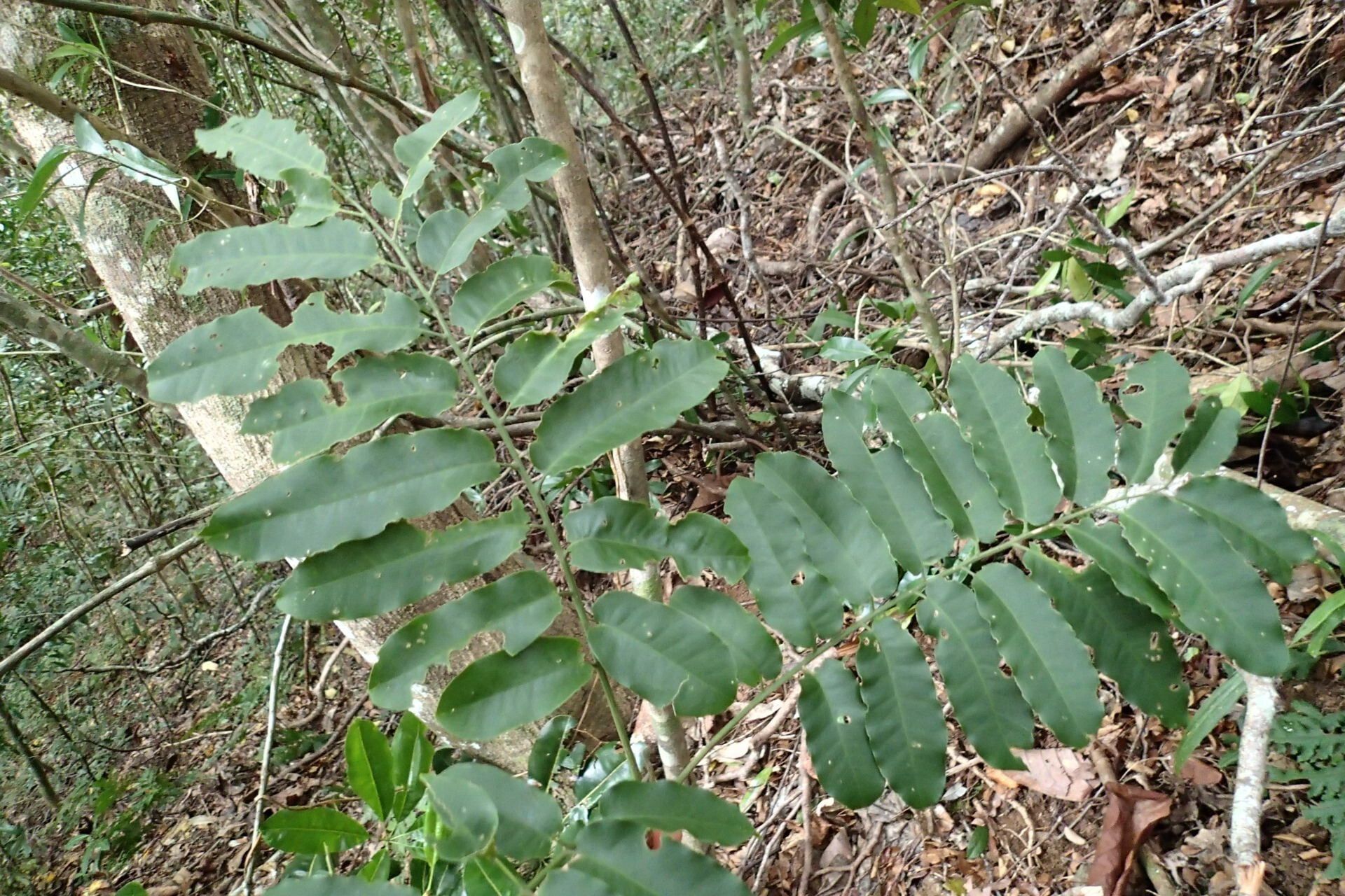 Didymocheton pachypodus leaf