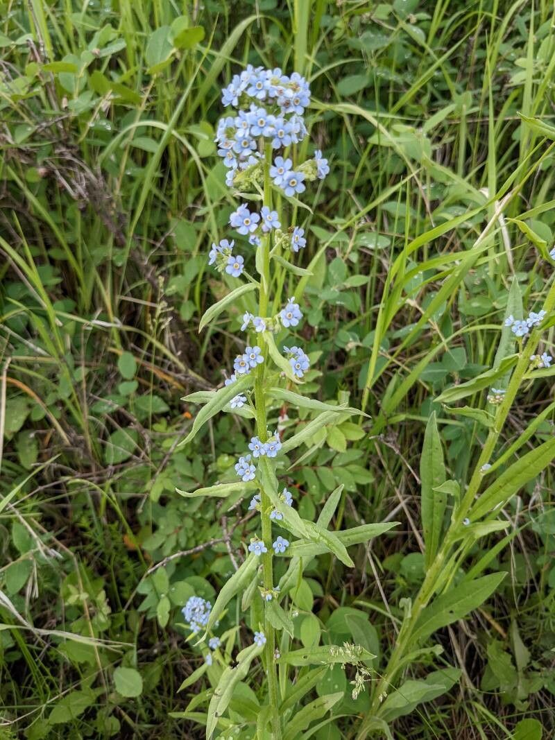 Hackelia floribunda flower