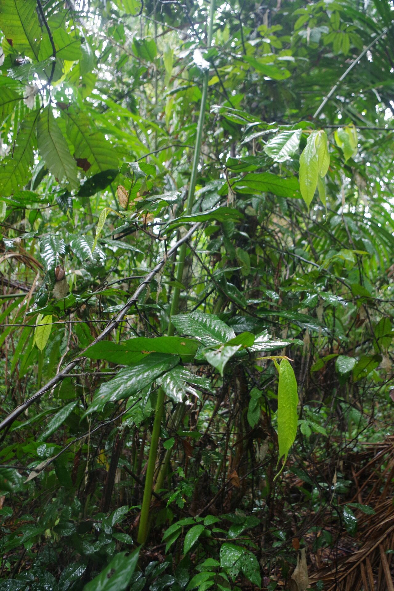 Artabotrys pierreanus — houseplant care guide