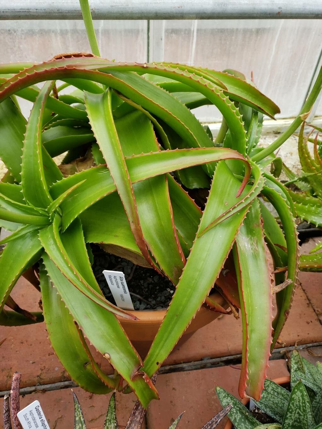 Aloe suarezensis — houseplant care guide