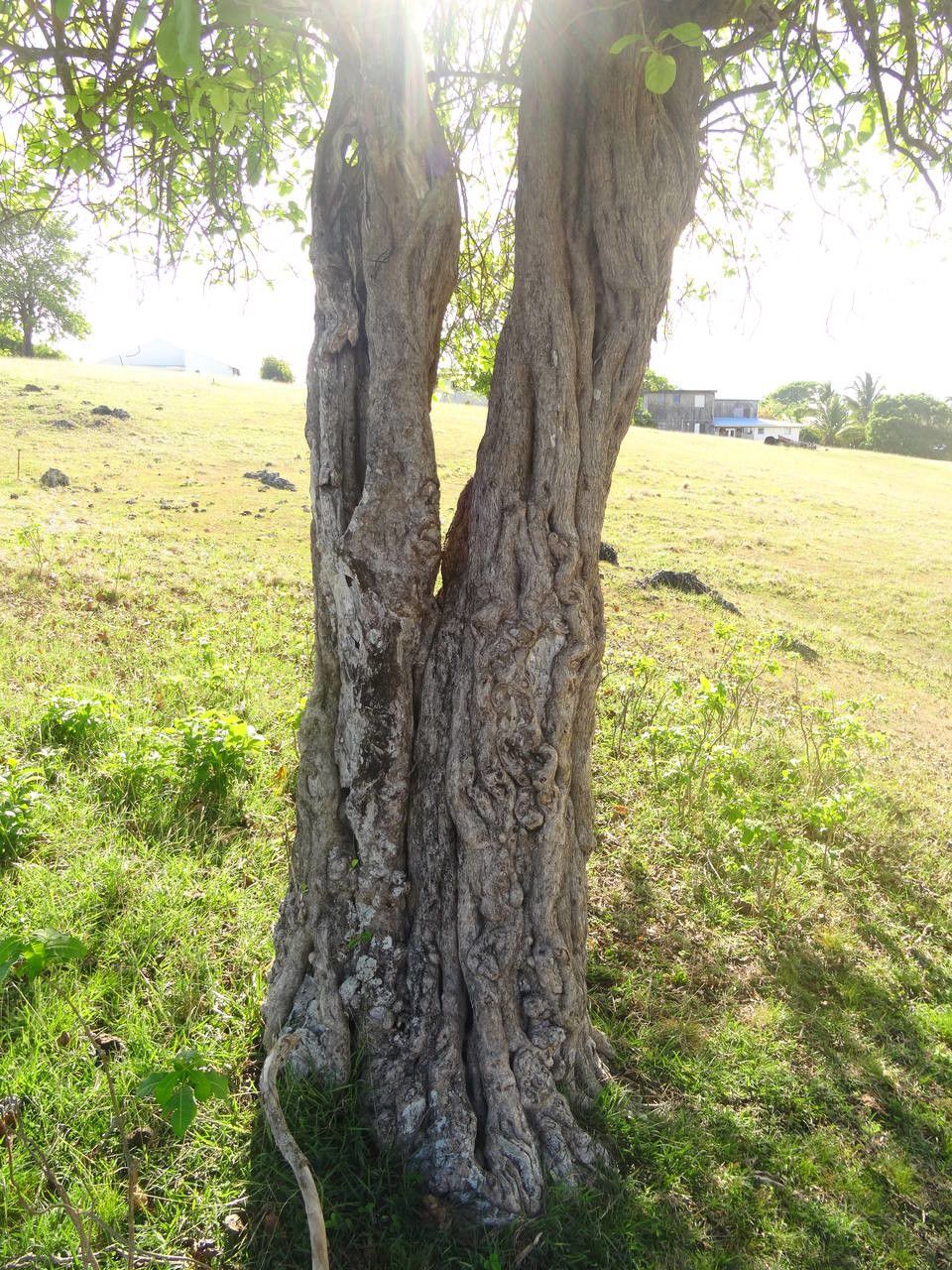 Bourreria baccata bark