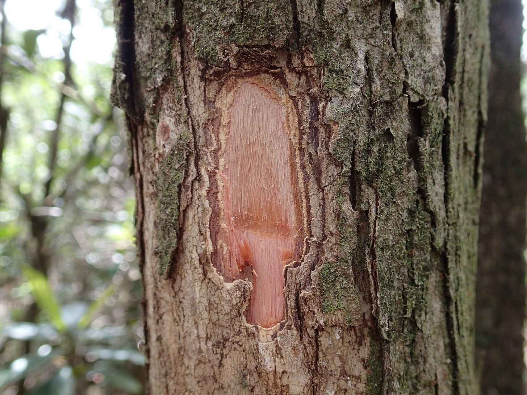 Tristaniopsis guillainii bark