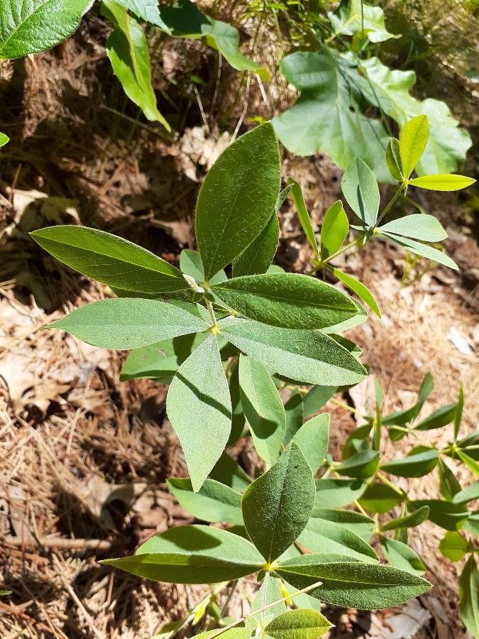 Baptisia bracteata leaf