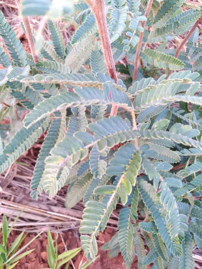 Calliandra dysantha — houseplant care guide