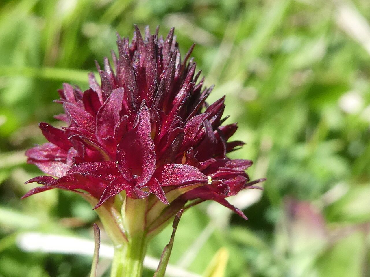 Gymnadenia gabasiana — houseplant care guide